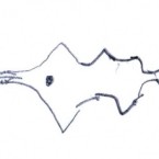 requins_marteaux
